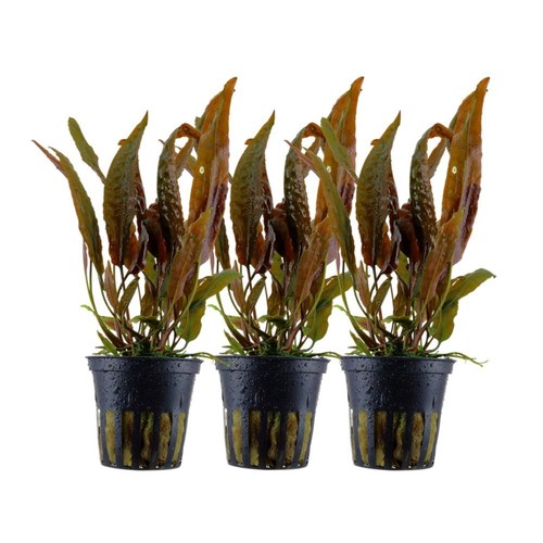 Aquarium plante pièce - plante,