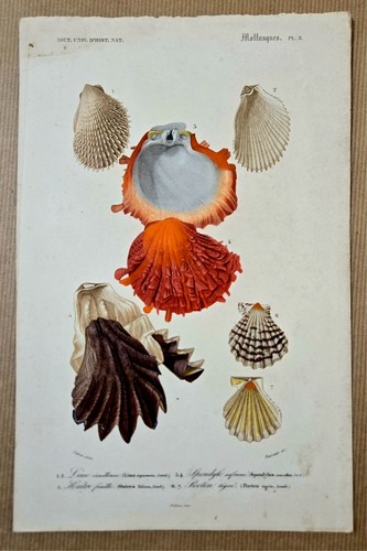 Gravure aquarellée gommée