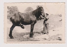 Photo ancienne ?️ homme tient cheval brabançon dans ferme rurale 1950