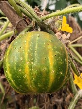 15 graines de concombre lemon + 15 g de cornichon