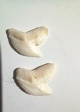 LOT de 2 DENTS de REQUIN TIGRE de Nlle Calédonie, état naturel-1cm/1,5cm