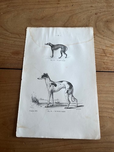 Gravure ancienne chien n55 - n55, le