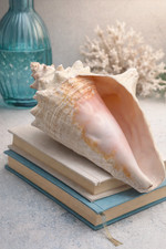 Grand coquillage spiralé 20