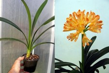 Clivia miniata 'Exotica'