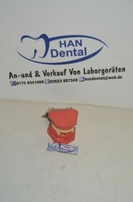 Modèle mousse dentaire 1080