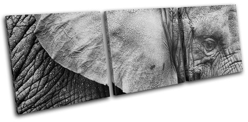 Elephant wild animals - animals, treble