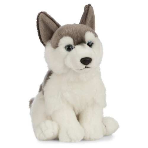 Husky chiot nature - de,