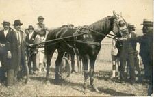 CARTE POSTALE PHOTO PIRAS BEJA TUNISIE ATTELAGE CHEVAL SULKY CHAMP DE COURSE