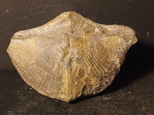 Fossile bivalve spirifer - bivalve, sp