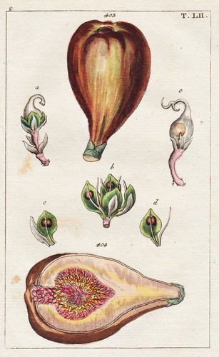 Figue ficus botanique - figue,