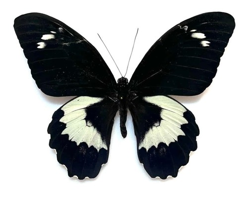 Entomologie papillon non - papillon,