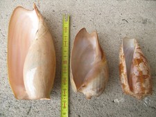 Lot 3 grands coquillages -