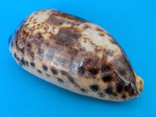 Cypraea Testudinaria 127,4 mm f+++ Madagascar " Joli specimen "