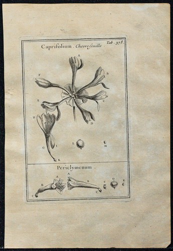 1719 chèvrefeuille - chèvrefeuille, (fleur)