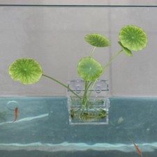 aquarium fish tank