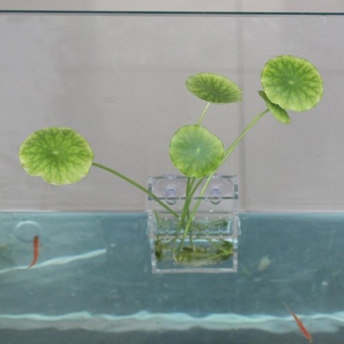 Aquarium fish tank - fish,