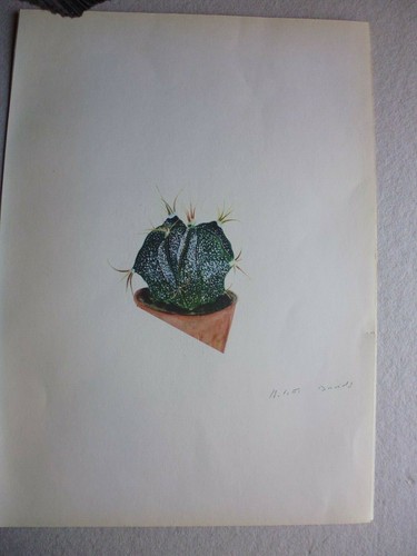 Botanique gravure couleur - botanique:gravure,