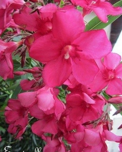 Laurier rustique rose - laurier, 'rose