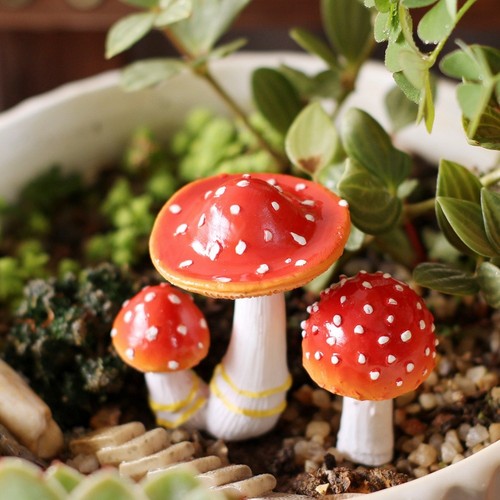 Champignons brillants - , en