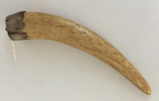 PENDENTIF GRIFFE DE TAMANOIR/ XX SIECLE