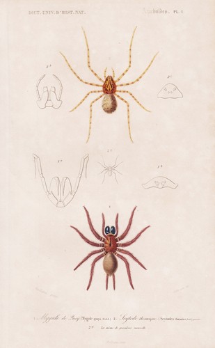 Mygale quoyi araignée insecte - mygale,