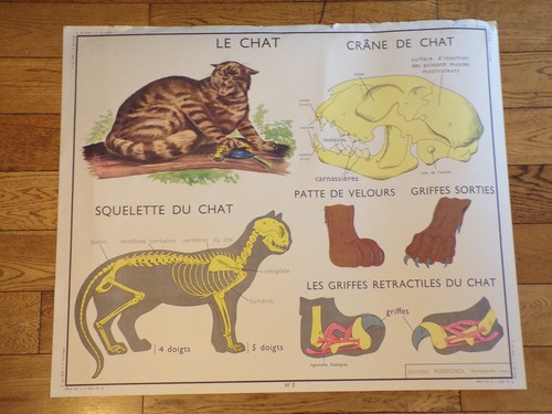 1950 affiche rossignol le - affiche,