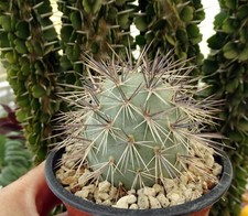 TEPHROCACTUS ALEXANDERI