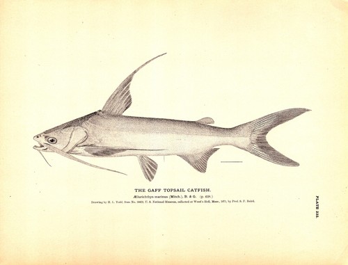 Gaff topsail catfish - gaff,