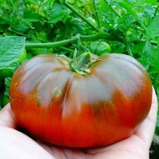 20 Graines de tomates Arbuzny cultivées en permaculture