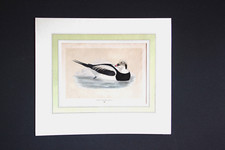 Gravure anglaise ancienne d'un