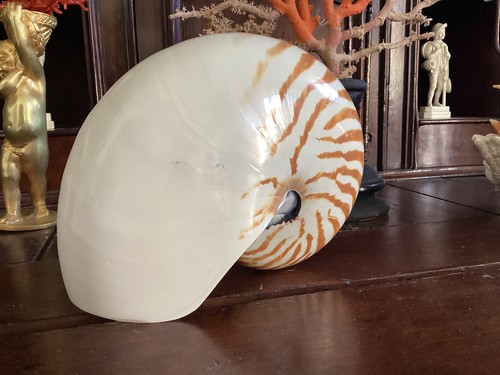 Gros coquillage nautile - coquillage,
