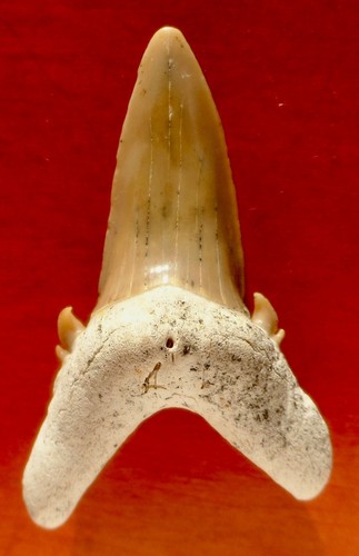 Dent requin fossile du - de,