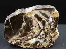 BOIS FOSSILE (SILICIFIÉ