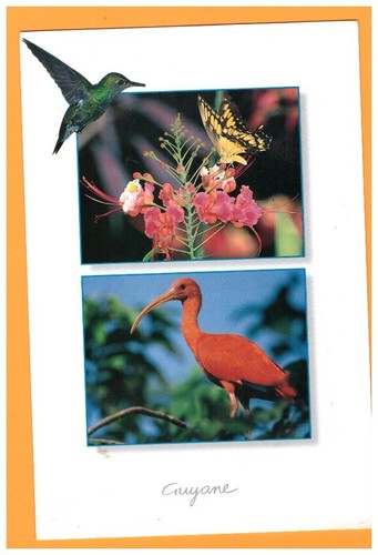 Faune oiseau papillon - (guyane),