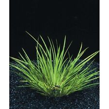 acorus pusillus petite plante avant plan herbe  aquarium bassin terrarium