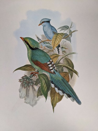 1969 oiseau imprimé vert - -,