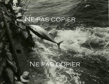Pêche aux THONS vers 1950 thonniers marins pêcheurs