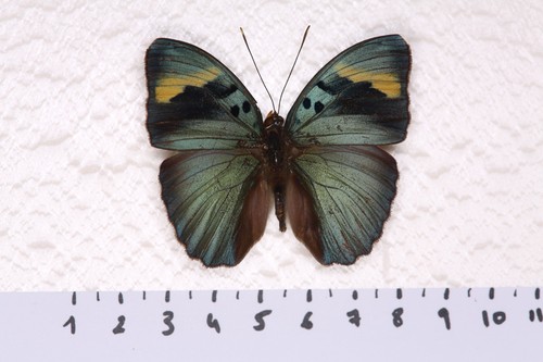 Euphaedra medon male - medon,,