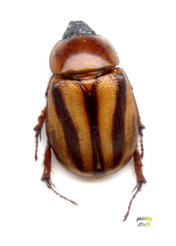 Dynastidae cyclocephala - -,