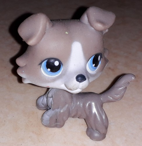 Petshop chien colley - , 67