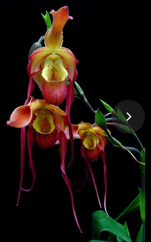 Phragmipedium bouley bay - phragmipedium,