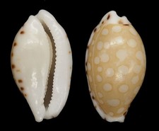 Coquillage de collection : Cypraea cumingii Rare (12,5 mm - F+++)