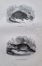 Gravures 19° an 1842 animaux