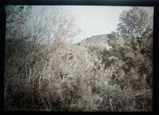 AUTOCHROME - Paysage sous bois