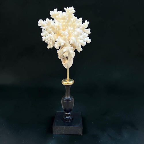 Ancien corail blanc sur socle