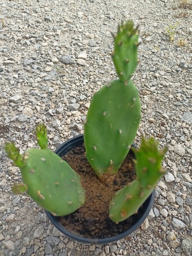Promo lot 3 cactus - promo, de