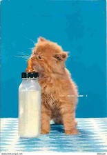 Animaux - Chats - Chatons -