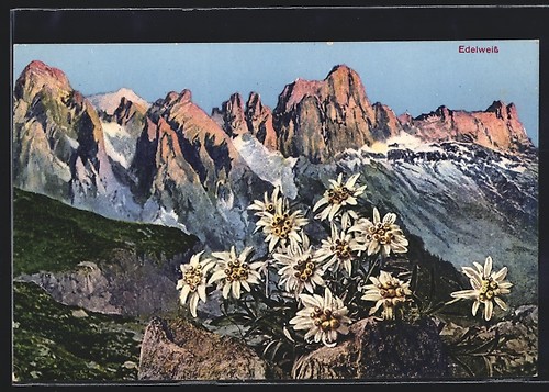 Edelweiss devant panorama - , de