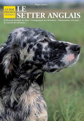Setter anglais cattaneo - anglais,