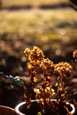 Objectif vintage B. Berthiot